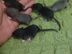Крысята Дамбо в 2 цветах объявление продам