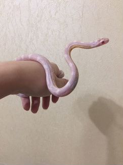 Маисовый полоз белый (snow)