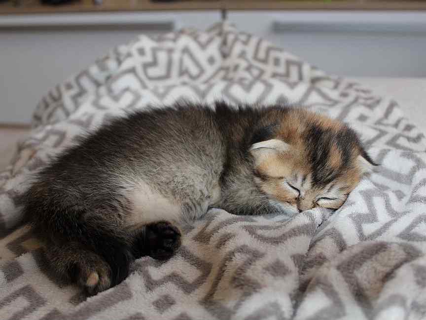 Котята пискля и бука. Кошки ногинск. Сибирский кот метис. Авито ногинск котята. Авито алейск животные домашние.