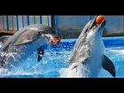 Дельфинарий 5 сентября