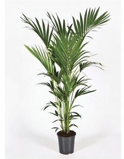 Пальма Ховея 170 см