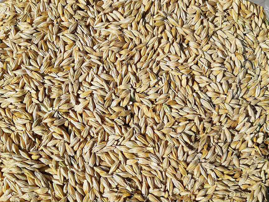 Купить ячмень на авито. Зерно ячменя как отличить. Зерно для животных в Юровке. Как отличить зерна пшеницы от ячменя. Размер зерна ячменя.