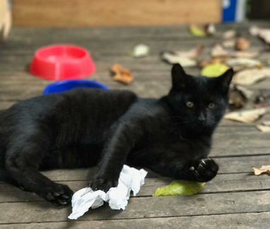 Котята