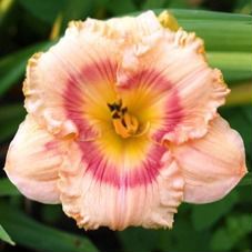 Лилейники пастельных и контрастных окрасок