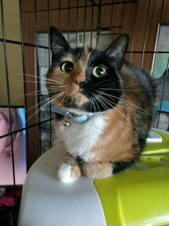 Красавица Тэя ищет дом