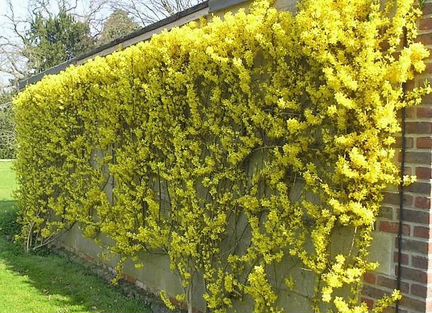 Форзиция промежуточная 0.4 - 0.6 м. С3