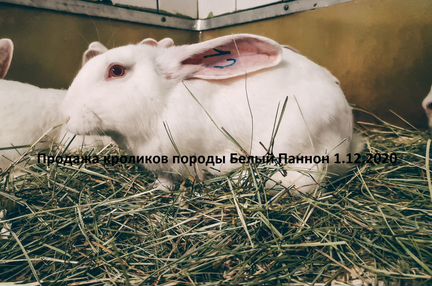 Кролики Белый Паннон (3 месяца)