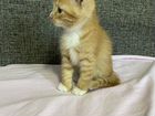 Рыжий котенок объявление продам