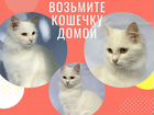 Ищет дом кошка породы турецкая ангора объявление продам