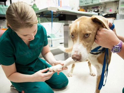 Ветеринарный врач на дом круглосуточно