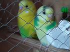 Волнистые попугаи объявление продам