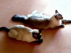 Сиамский кот и балинезийская кошка в добрые руки