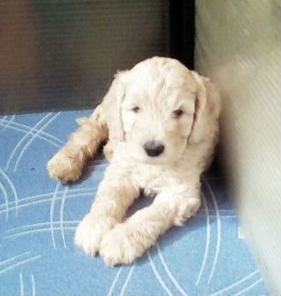 Щенки породы австралийский лабрадудль(Labradoodle)