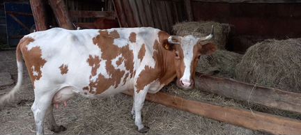 Продам коров - фотография № 5