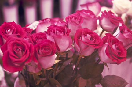 101 Роза, Букеты Цветы Розы 31 51 75 301 Доставка