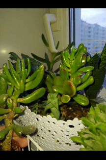 Крассула коралл