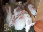 Кролики породы Белый Панон