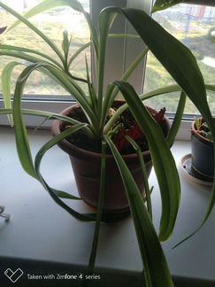 Хлорофитум