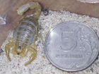 Скорпионы mesobuthus eupeus