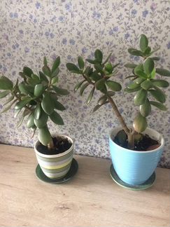 Денежное дерево.ном.4