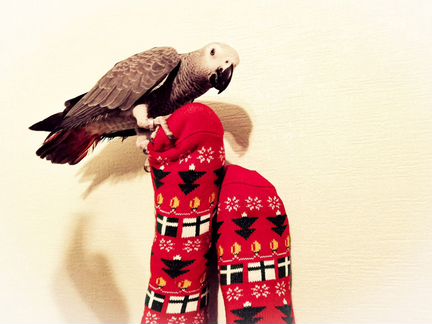 Носки новогодние