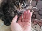 Котята мейн-кун в добрые руки