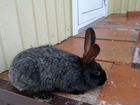 Кролики породы серебристый: 