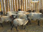 Овцы и Бараны и барашки рамановские объявление продам