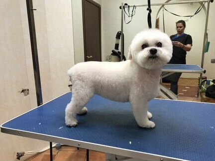 Стрижка и тримминг всех пород собак