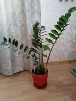 Замиокулькас, долларовое дерево