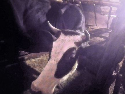 Корова ярославской породы - фотография № 5