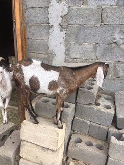 Англо нубийские козлята козы козел - фотография № 7