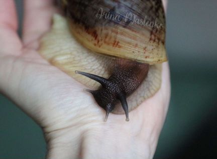 Ахатина ретикулята