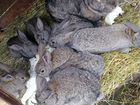 Кролики ризен объявление продам