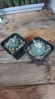 Диффуза / фричи. Кактус. Сукуулент