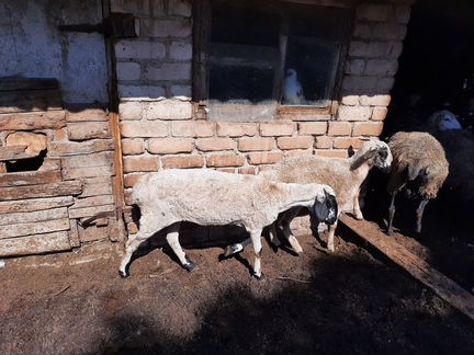 Овцы курдючные - фотография № 2