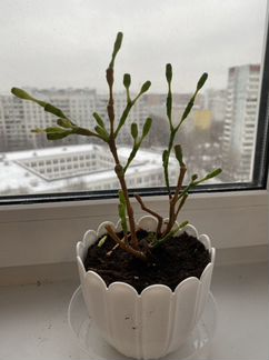 Хатиора