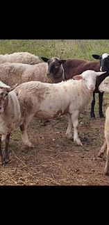 Катумские овцы бараны - фотография № 5