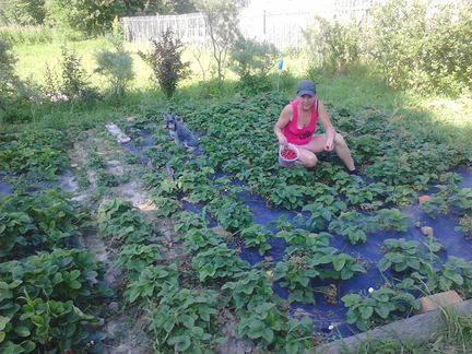 Рассада клубники и земляники