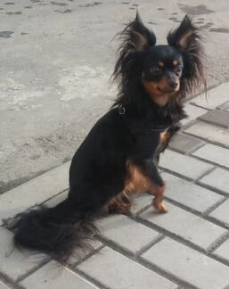 Предлагаю для вязки длинношерстого той-терьера