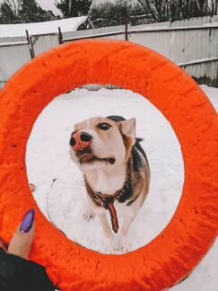 Замечательный пес в добрые руки