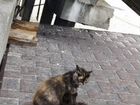 В Зеленоградске около кафе Амбар живёт кошка с тре
