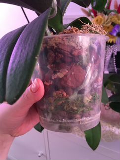 Орхидея summer breath