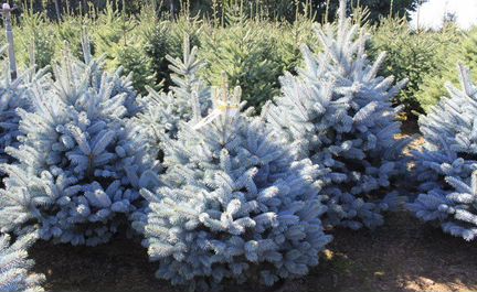 Елка голубая в горшке