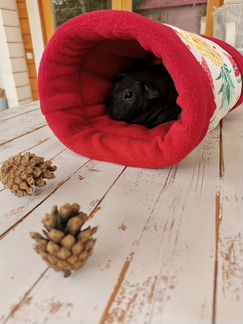 Морские свинки, аксессуары для грызунов