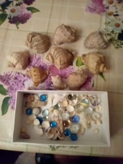 Ракушки для аквариума