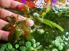 Разные аквариумные растения объявление продам