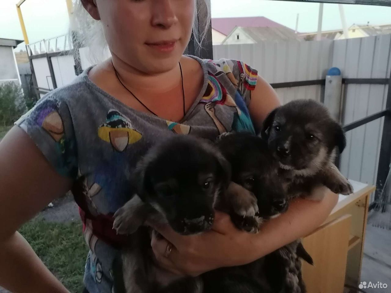 Собака