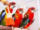 Красные и рубиновые попугаи розеллы