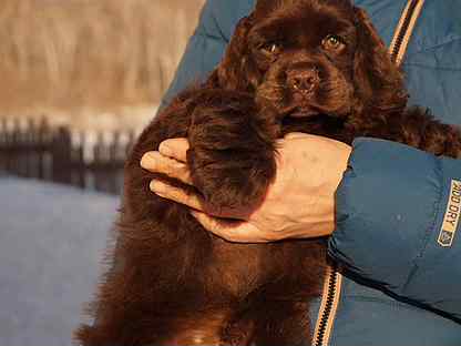 Spaniel adult for sale